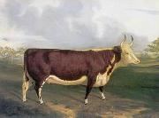 unknow artist Cow 145 oil painting reproduction
